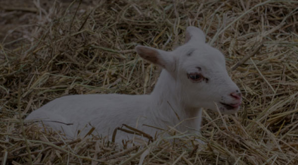 Otras especies